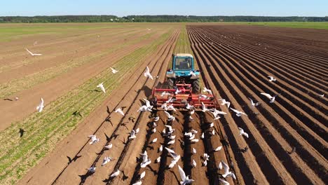 Agricultural-work-on-a-tractor-farmer-sows-grain.-Hungry-birds-are-flying-behind-the-tractor,-and-eat-grain-from-the-arable-land.