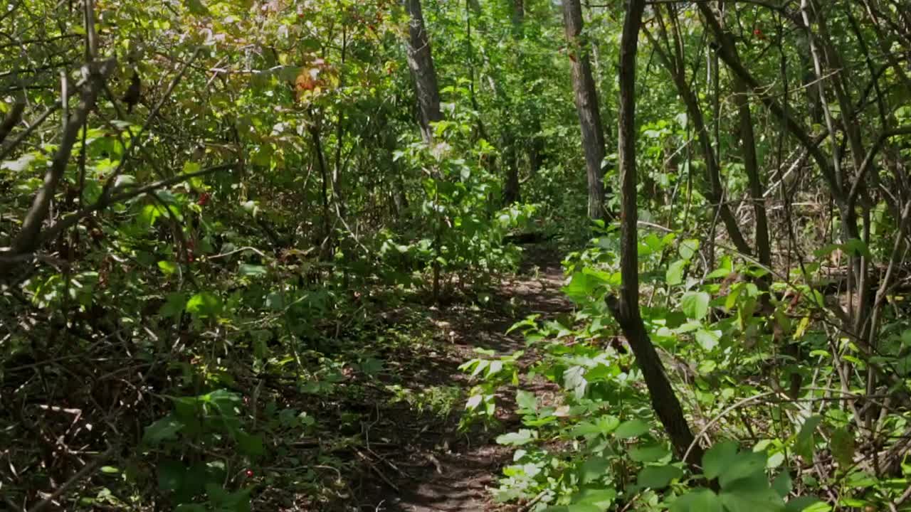 creciendo desde el nivel del suelo para revelar un sendero débil que serpentea a través de los bosques verdes y exuberantes