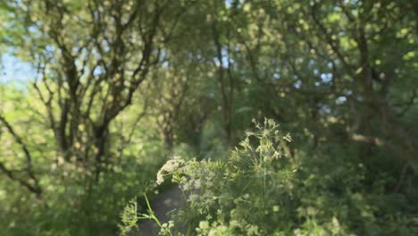 Woodland-plant-with-focus-pull-from-front-to-back-showing-forest-path-in-slow-motion-at-Thornton-Cleveleys,-Wyre,-Lancashire,-UK