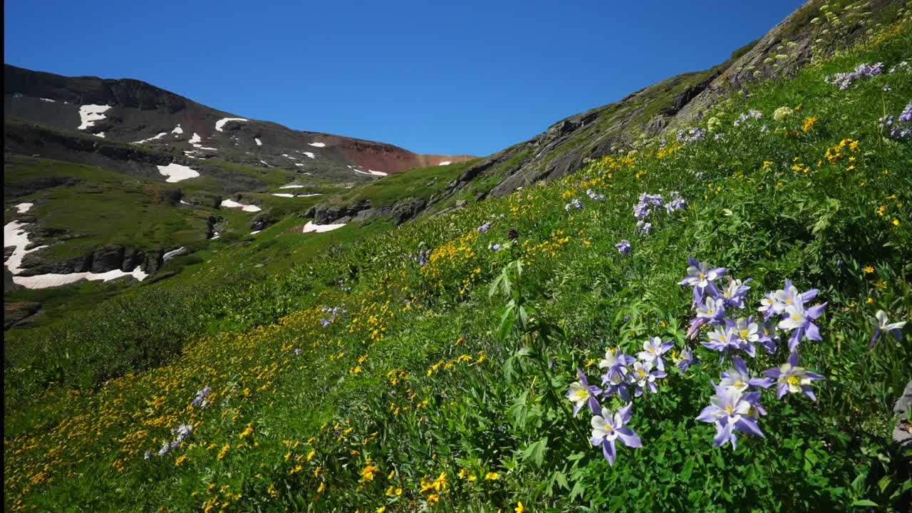 aerial cinematográfico estado de columbine flores silvestres amarillas colorado hielo lago cuenca sendero silverton telluride tundra alpina impresionante cordillera nieve mediados del verano durante el día hermoso deslizador lento movimiento a la izquierda