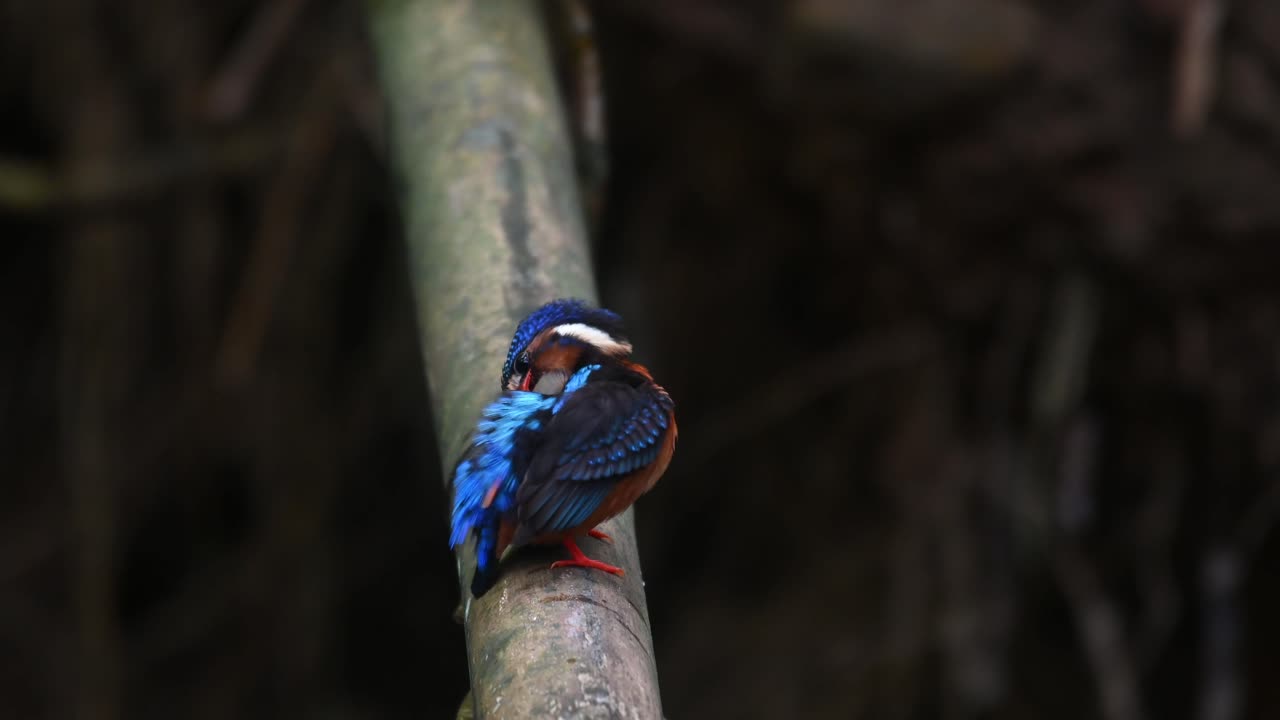 Seen perched on a big bamboo sticking out over a stream, preens its left wing