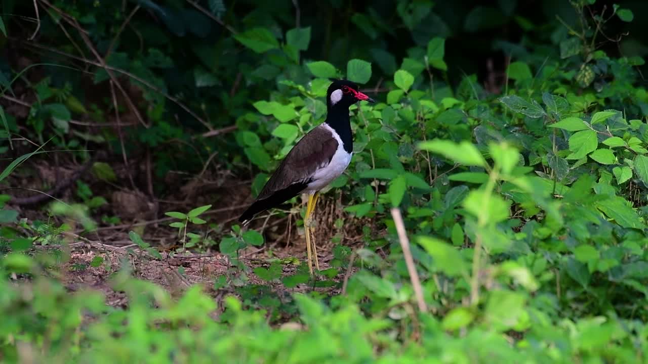 red-wattled lapwing은 태국에서 가장 흔한 새 중 하나입니다.