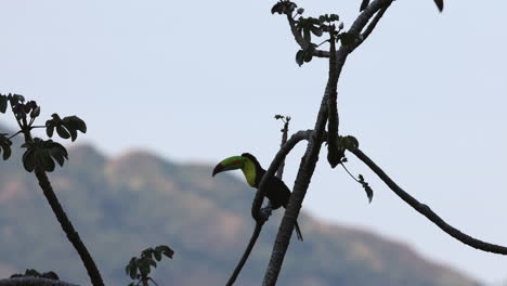 Toucans-sitting-in-a-tree-in-the-early-morning-in-Minca,-Colombia