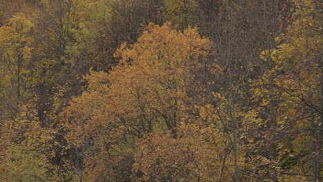 autumn trees foliage in mountain