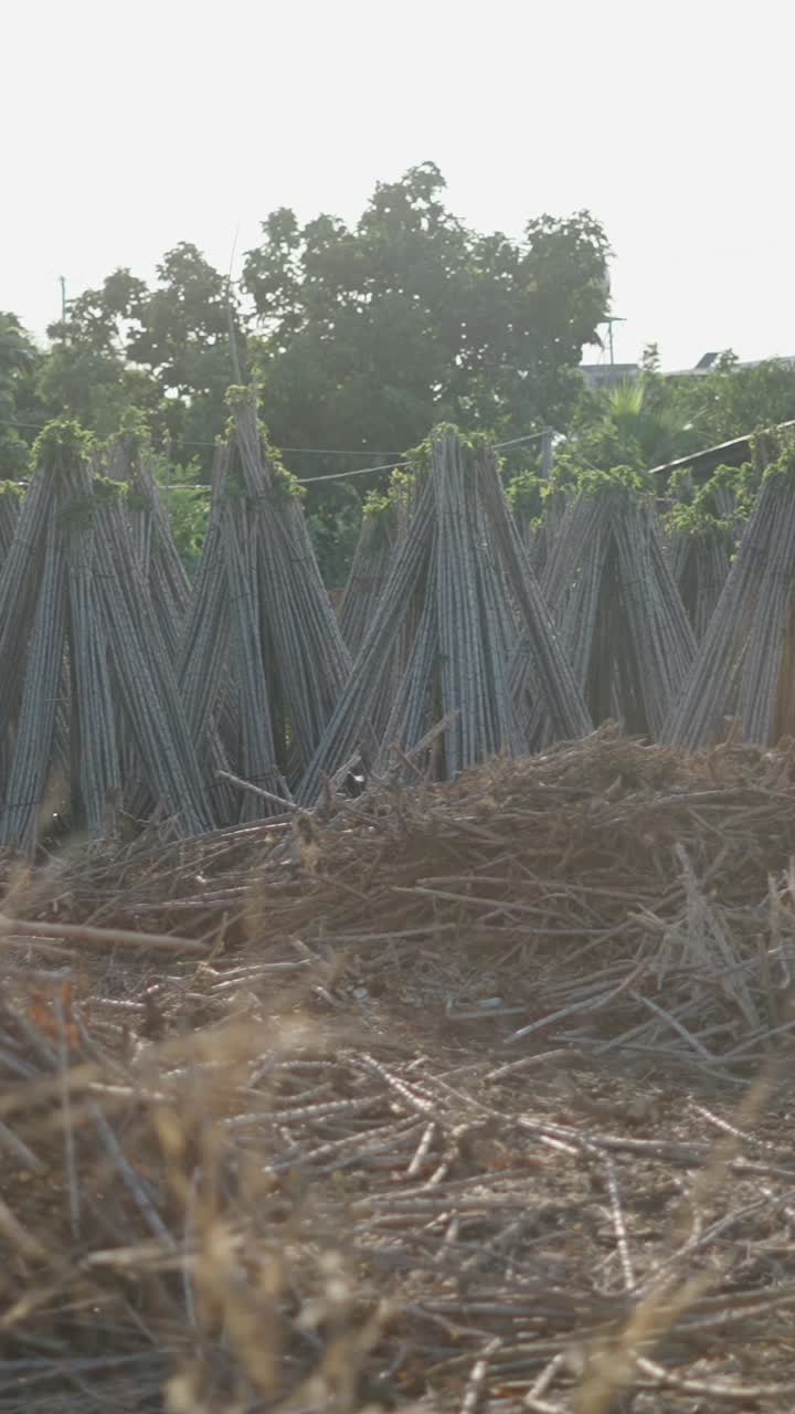 Cassava Harvest and Plantation