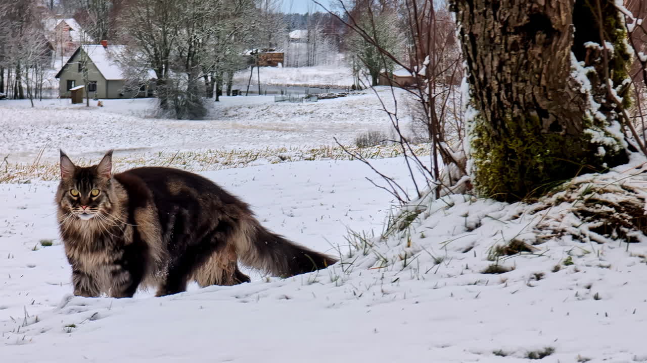 Majestic cat explores snowy field in Cesis, Latvia on a calm winter day