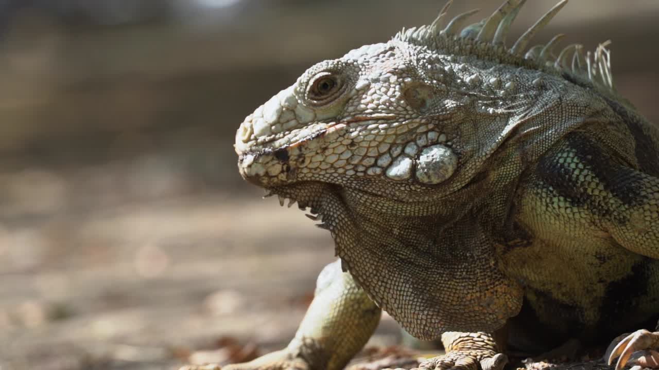 Sun shines bright on head of Green Iguana, beautiful bokeh background, slowmo