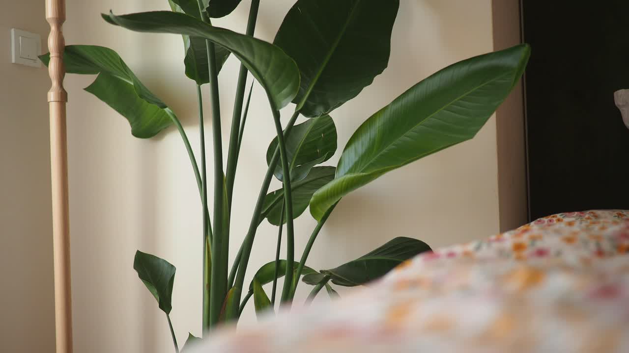 Grande pianta d'appartamento verde accanto a un letto in una camera da letto accogliente