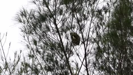 Un-Pájaro-Tejedor-Rayado-Estaba-En-Su-Nido,-Lentamente-Salió-Alrededor-Del-Nido-Y-Luego-Voló-De-Regreso-A-él