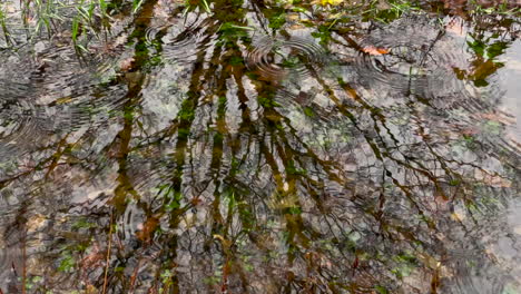 gotas de lluvia de otoño cayendo en un arroyo natural
