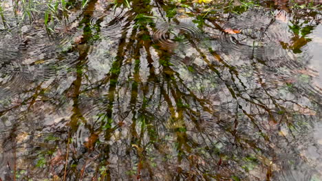 autumn raindrops falling into natural creek