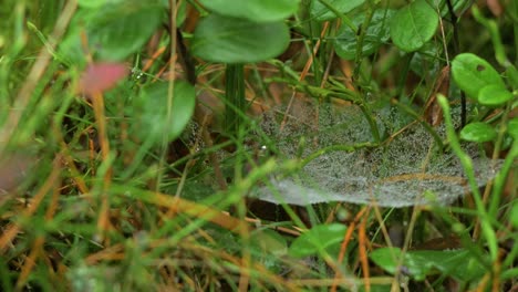 trapping spider web covered with morning dew, placed in meadow between stalks, misty day on an autumn meadow, closeup shot moving slowly in a calm wind