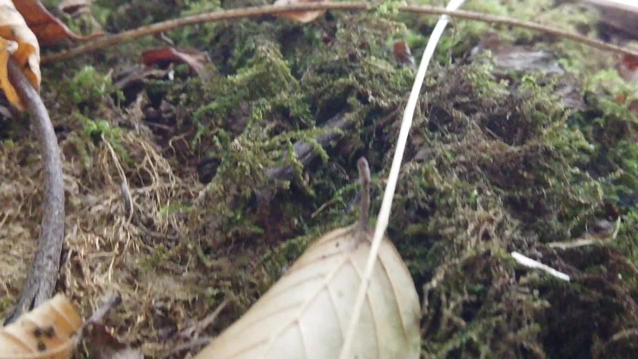 가을 날 숲에 떨어진 마른 단풍