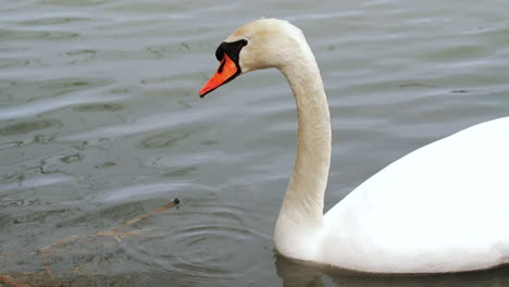 slow motion shot of a swan swimming in a small body of water, cleaning themselves and looking for food