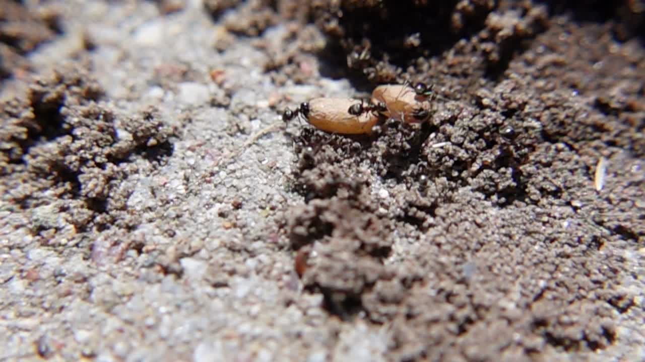 Formiche nere che corrono nel terreno - Scatto macro