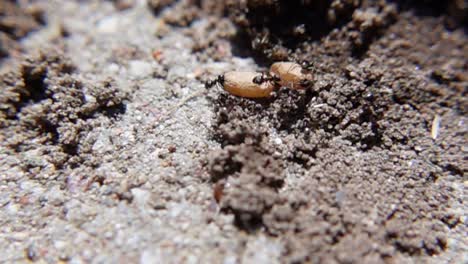 black ants running through the soil - macro shot