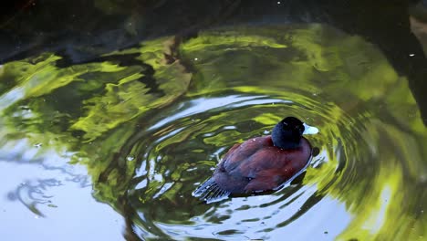 a duck swimming in a melbourne pond