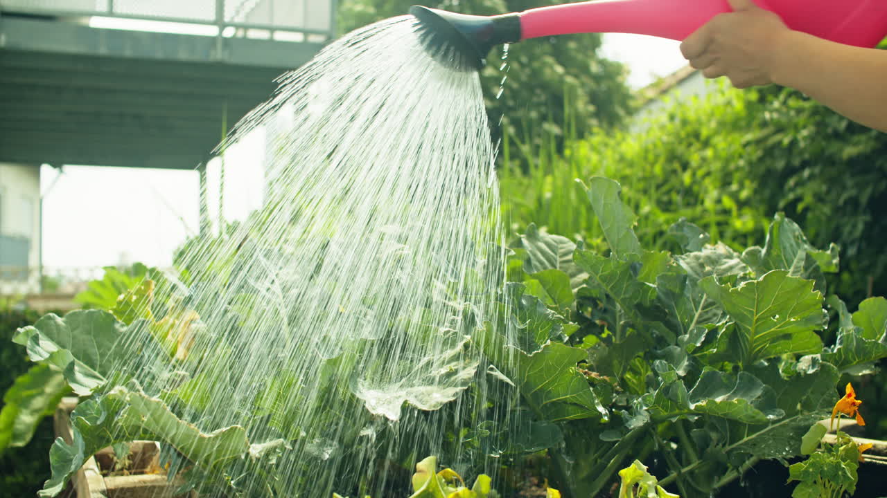 Medium wide shot of watering a raised bed