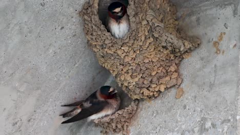 two barn swallows looking out of their mud huts