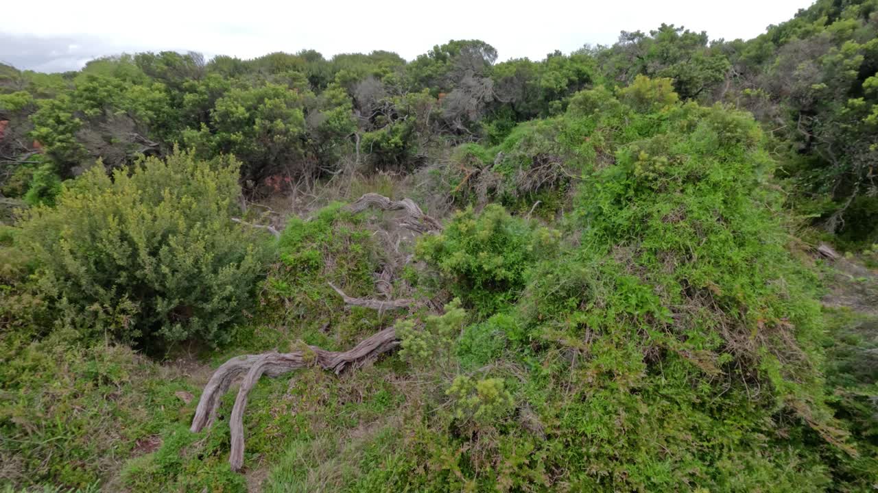 медленный пейзаж прибрежных чайных деревьев