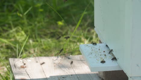 abejas entrando y saliendo de una colmena