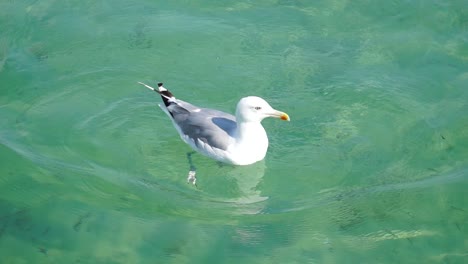 Gaviota-A-La-Deriva-En-Aguas-Claras-En-El-Mar-Y-Comiendo-Deliciosos