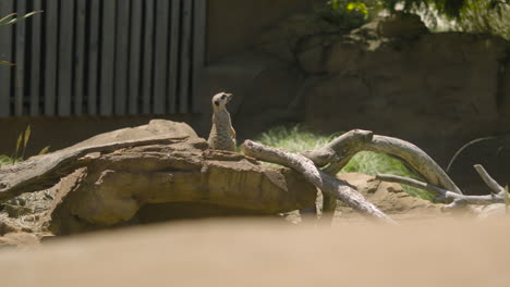 a meerkat standing upright under the sun at taronga zoo in sydney, nsw, australia