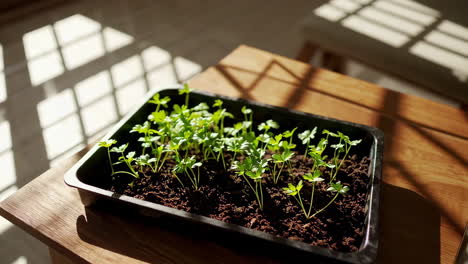 growing parsley seedlings indoors