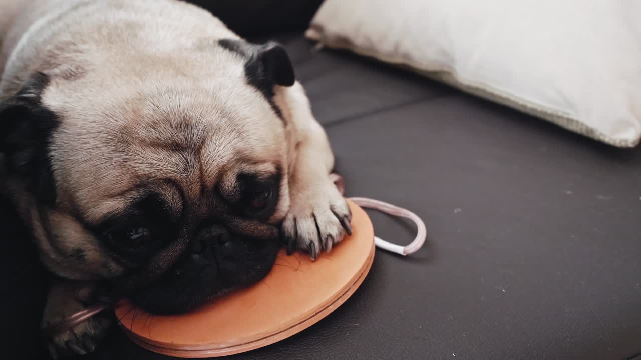 o cão pug deita-se na bobina de mishin. o cão relaxa-se e recebe o seu tratamento no sofá da sala de estar. a vida dos animais domésticos.