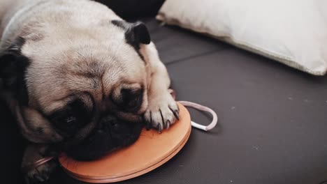 el perro pug se acuesta en la bobina de mishin. el perro se relaja y recibe su tratamiento en el sofá de la sala de estar. la vida de los animales domésticos.