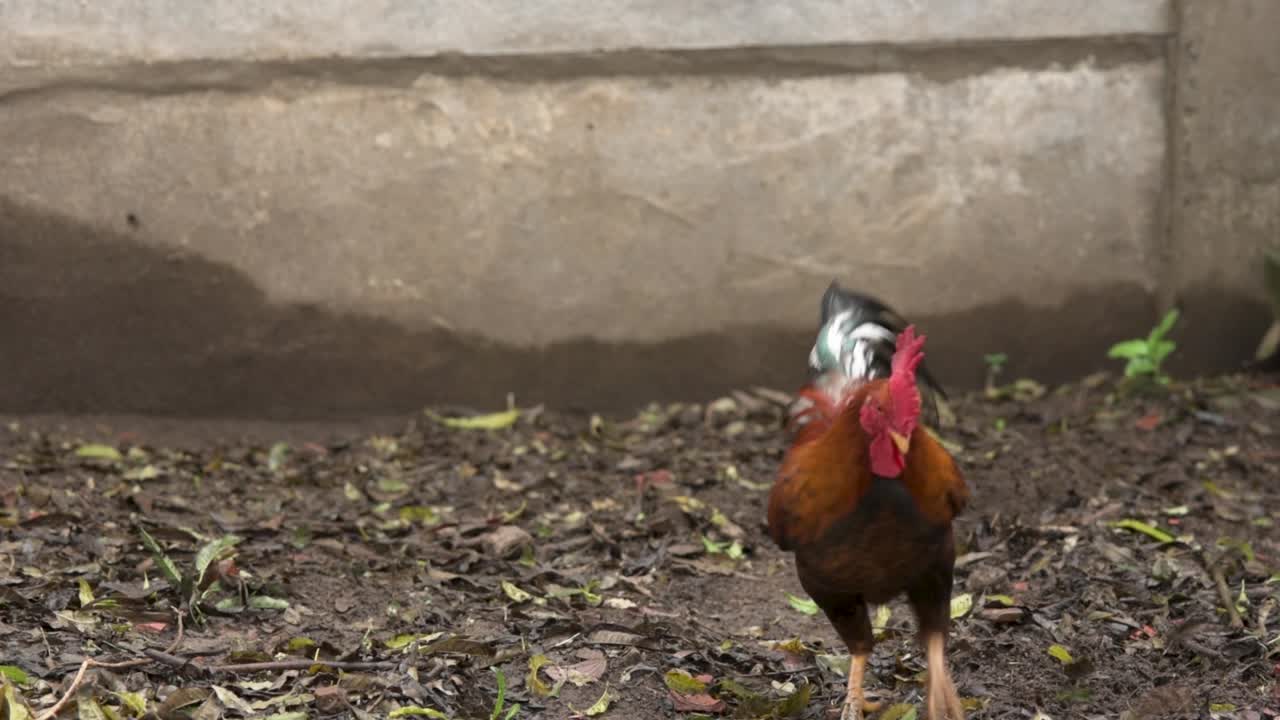 gallo de corral batiendo sus alas y forrajeando