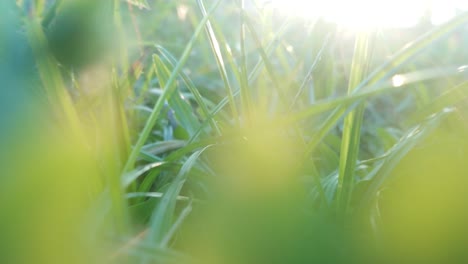 Eine-Nahaufnahme,-Wie-Man-Sich-In-Der-Dämmerung-Durch-Gras-Bewegt