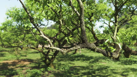 a green branch in a spring plum orchard with fruit buds.