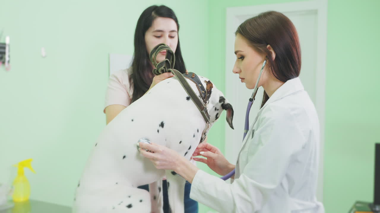 동물 의사 사무실에서 달마티안 개 검사