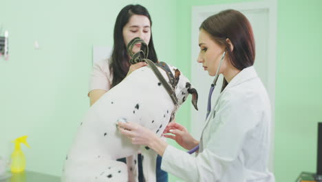 examen del perro dalmático en el consultorio del veterinario