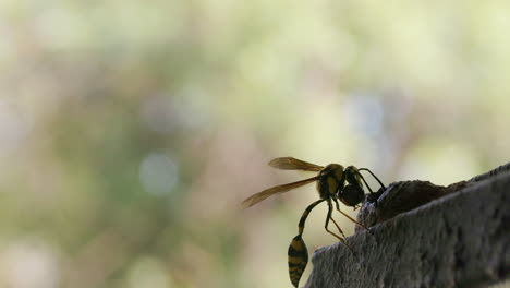 yellow black potter wasp female flies in with a blob of mud for its nest to house its eggs, tiger pattern