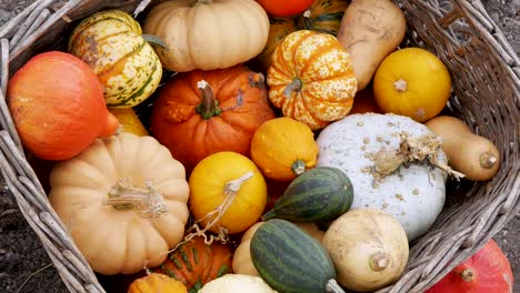 exhibición de otoño de variedad de calabaza y calabaza