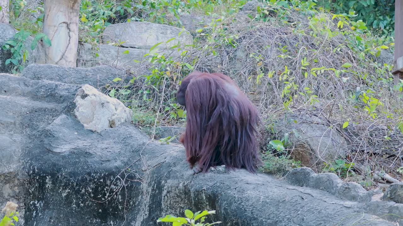 자연 서식지에서 돌아다니는 오랑우탄