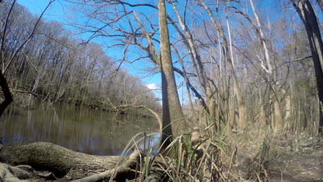 Una-Tranquila-Vista-Lateral-Del-Lago-En-El-Bosque-Nacional-De-Congaree