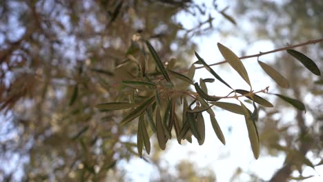 branche de feuilles d'arbre en israël