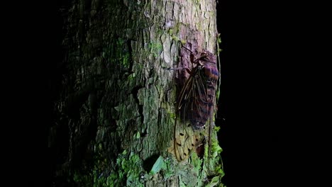 This-Giant-Cicada-Climbing-a-Tree-in-the-Night,-Megapomponia-intermedia,-found-in-the-jungles-of-Thailand