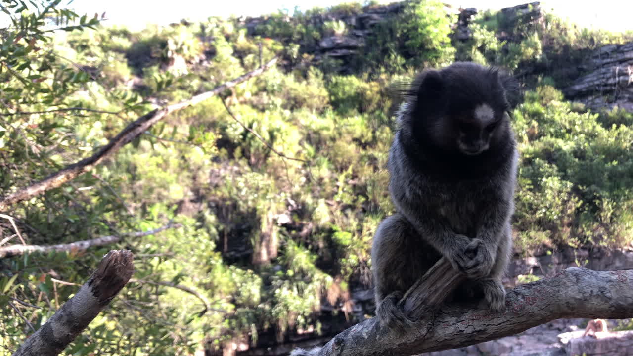 A marmoset standing on a tree and then it walks out.