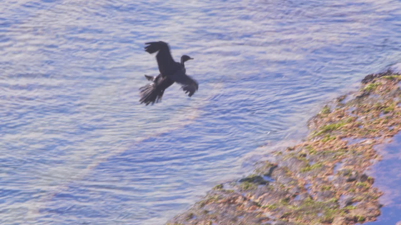 Single Neotropic Cormorant glides over the beach as its shadow is on the beach and lands on the rocky reef in slow motion