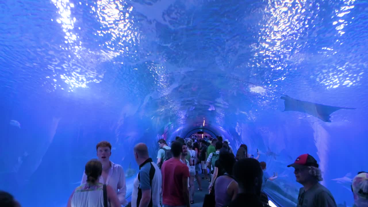 In Oceanografic, Valencia, visitors admire the Atlantic and Pacific species tunnel gallery, home to stunning marine fish, bull ray, sharks, and turtles in Europe’s largest aquarium.