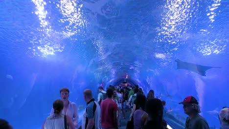 in oceanografic, valencia, visitors admire the atlantic and pacific species tunnel gallery, home to stunning marine fish, bull ray, sharks, and turtles in europe’s largest aquarium.