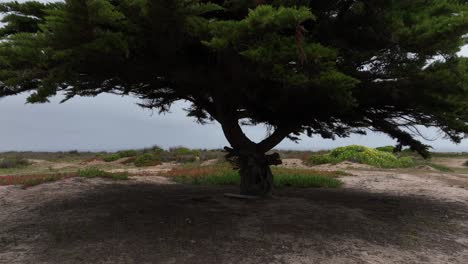 Dolly-Out-Aerial-Shot-of-Large-Tree-on-Grey-Overcast-Cloudy-Stormy-Day-in-Background