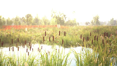 peaceful pond with cattails