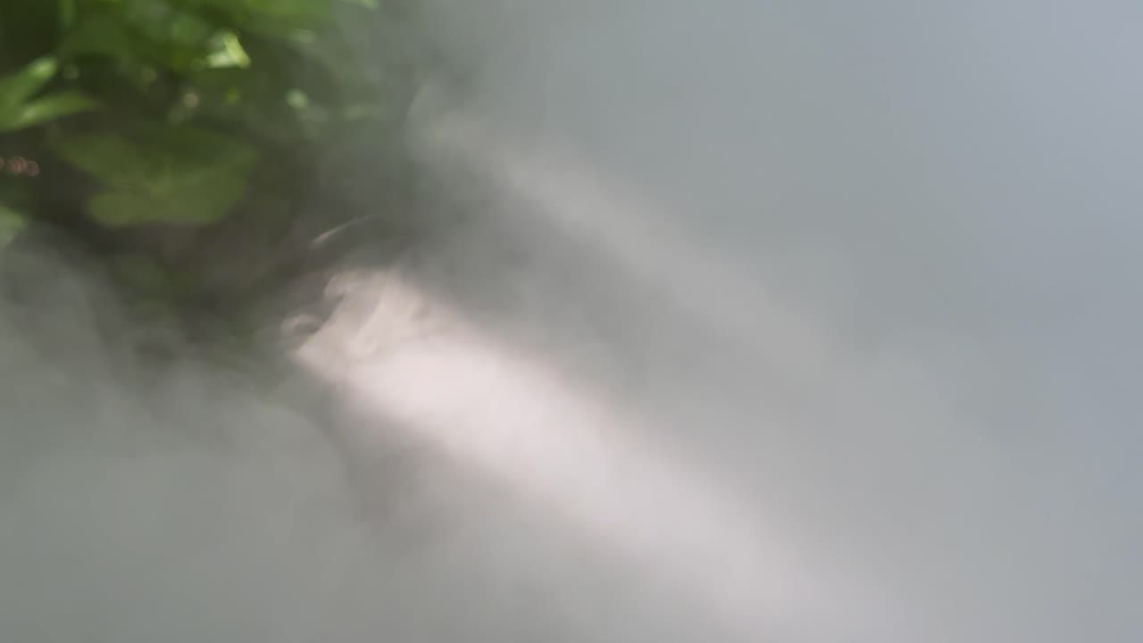 Thick white smoke or fog moves through sunlit green vegetation, soft natural daylight, static camera