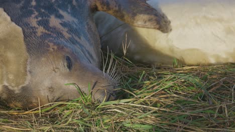 breeding season for atlantic grey seals, newborn pups with white fur, mothers nurturing and bonding in the warm november evening sun