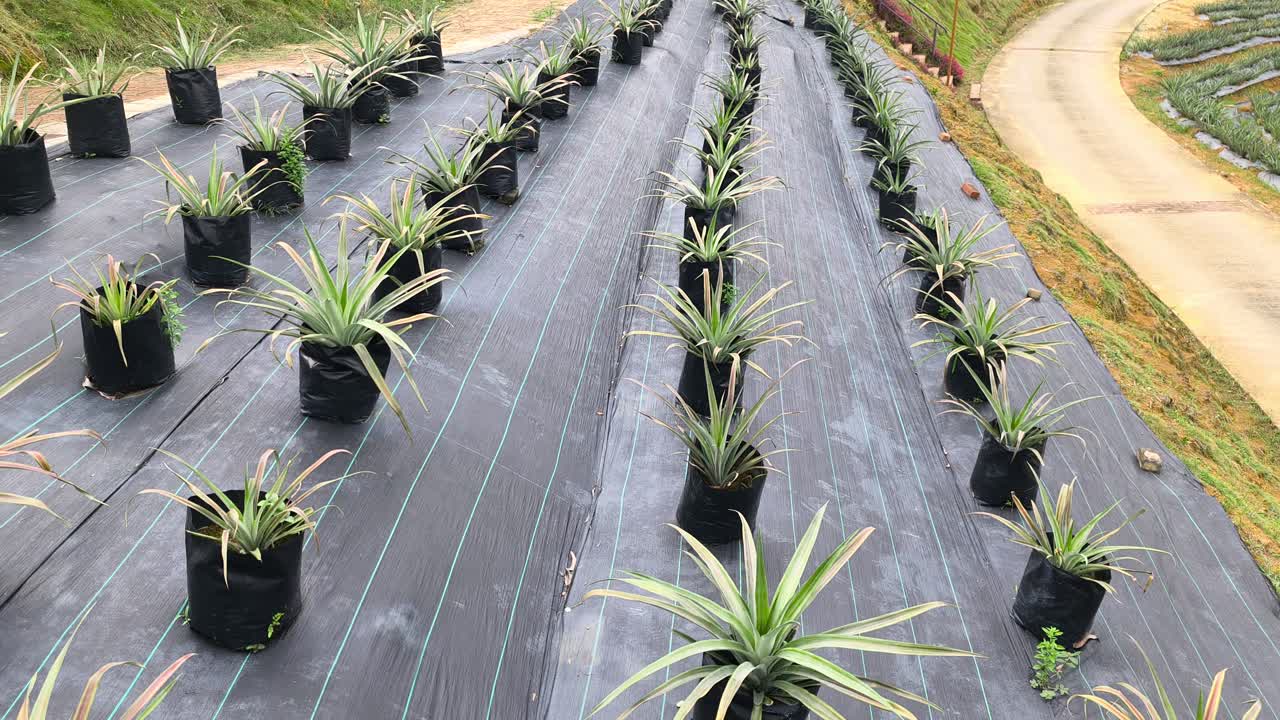 Plantas de abacaxi crescem em sacos plásticos individuais em uma vasta fazenda moderna. Este sistema organizado simplifica o cultivo e garante uma colheita eficiente e fácil.